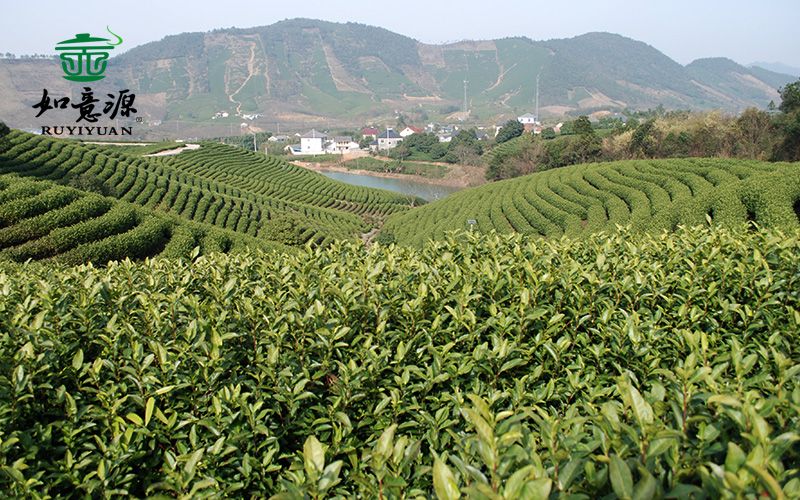 茶园基地