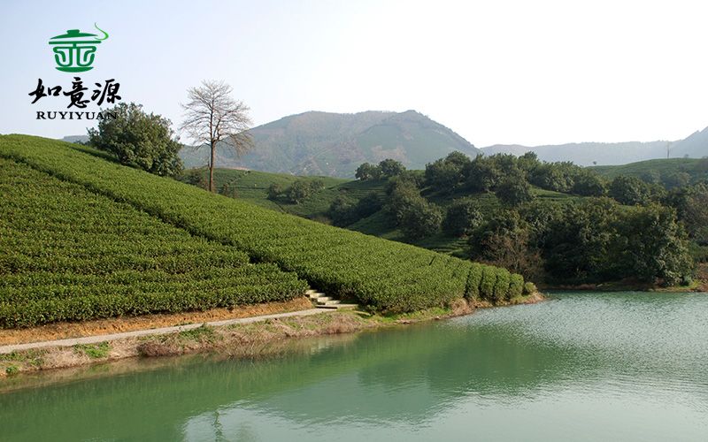 茶园基地